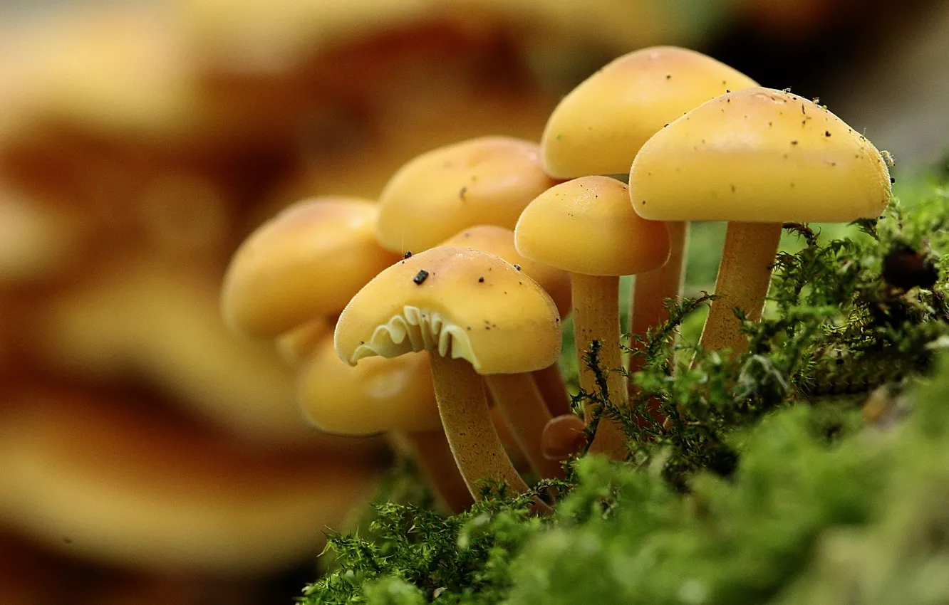 Photo wallpaper forest, mushrooms, moss, bokeh