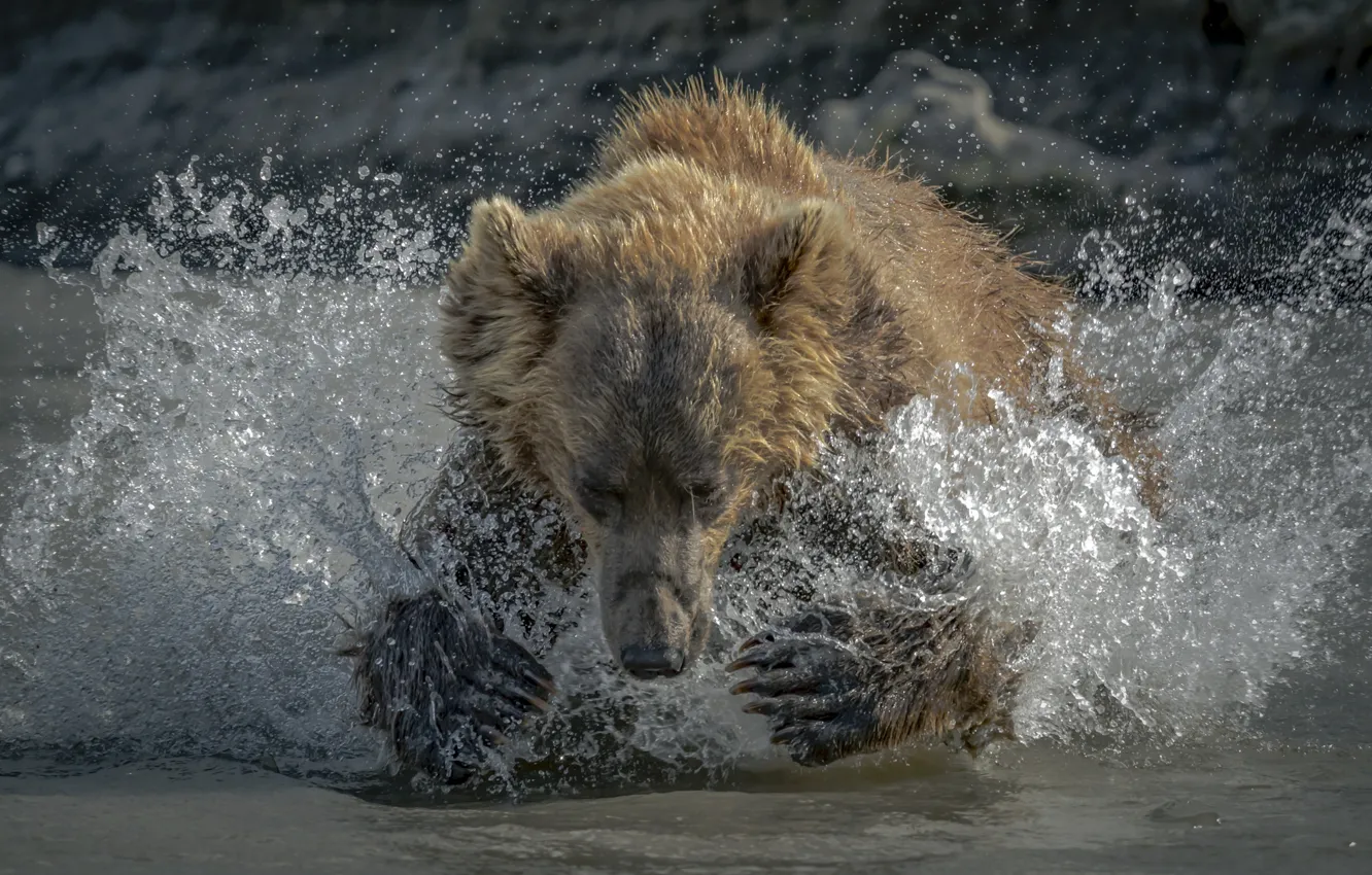 Photo wallpaper water, squirt, bear