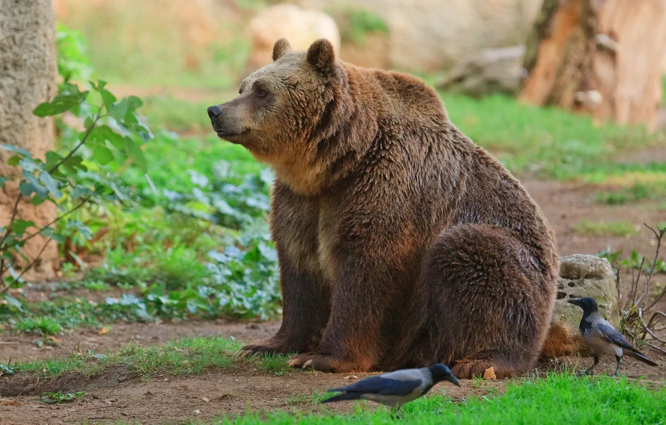 Photo wallpaper nature, bird, bear, sitting