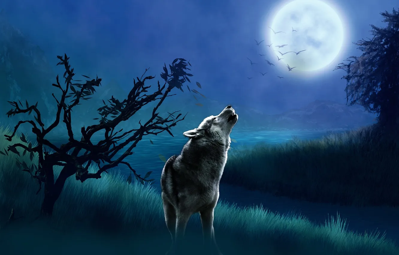 Photo wallpaper Predator, nature, snow, face, animal, wolf, canis lupus, wildlife