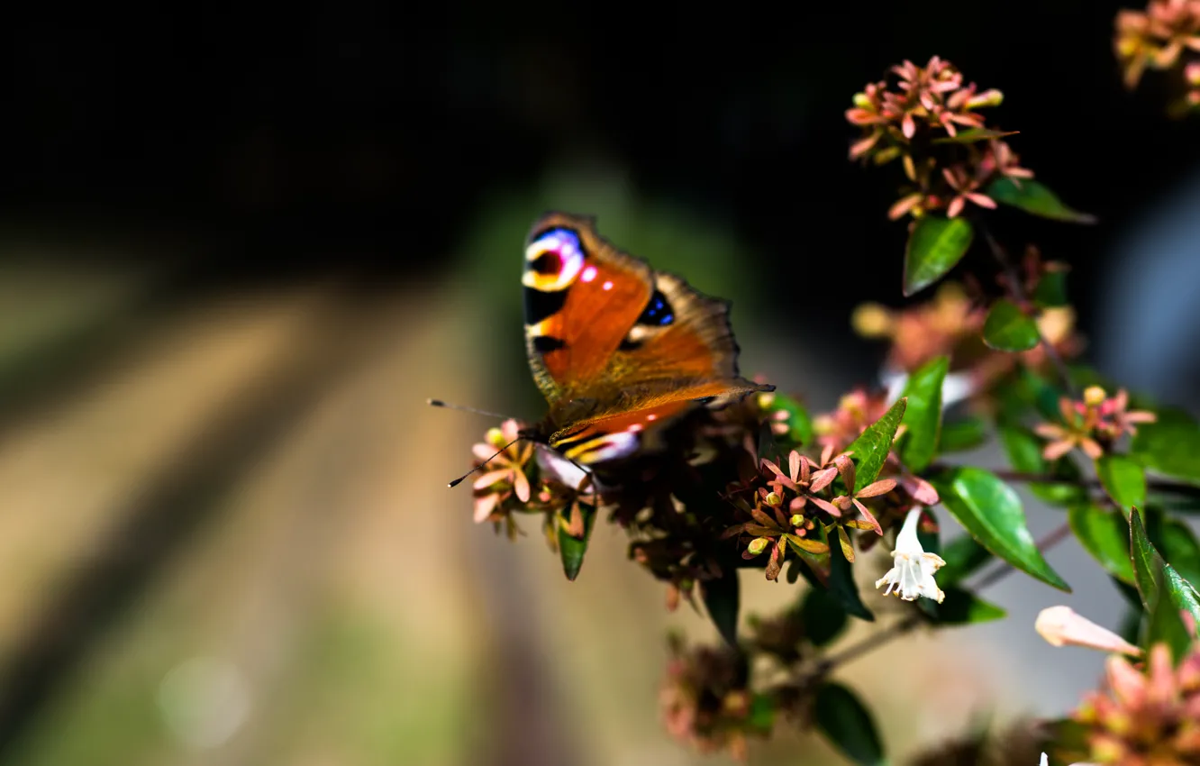 Photo wallpaper summer, leaves, macro, flowers, branches, nature, butterfly