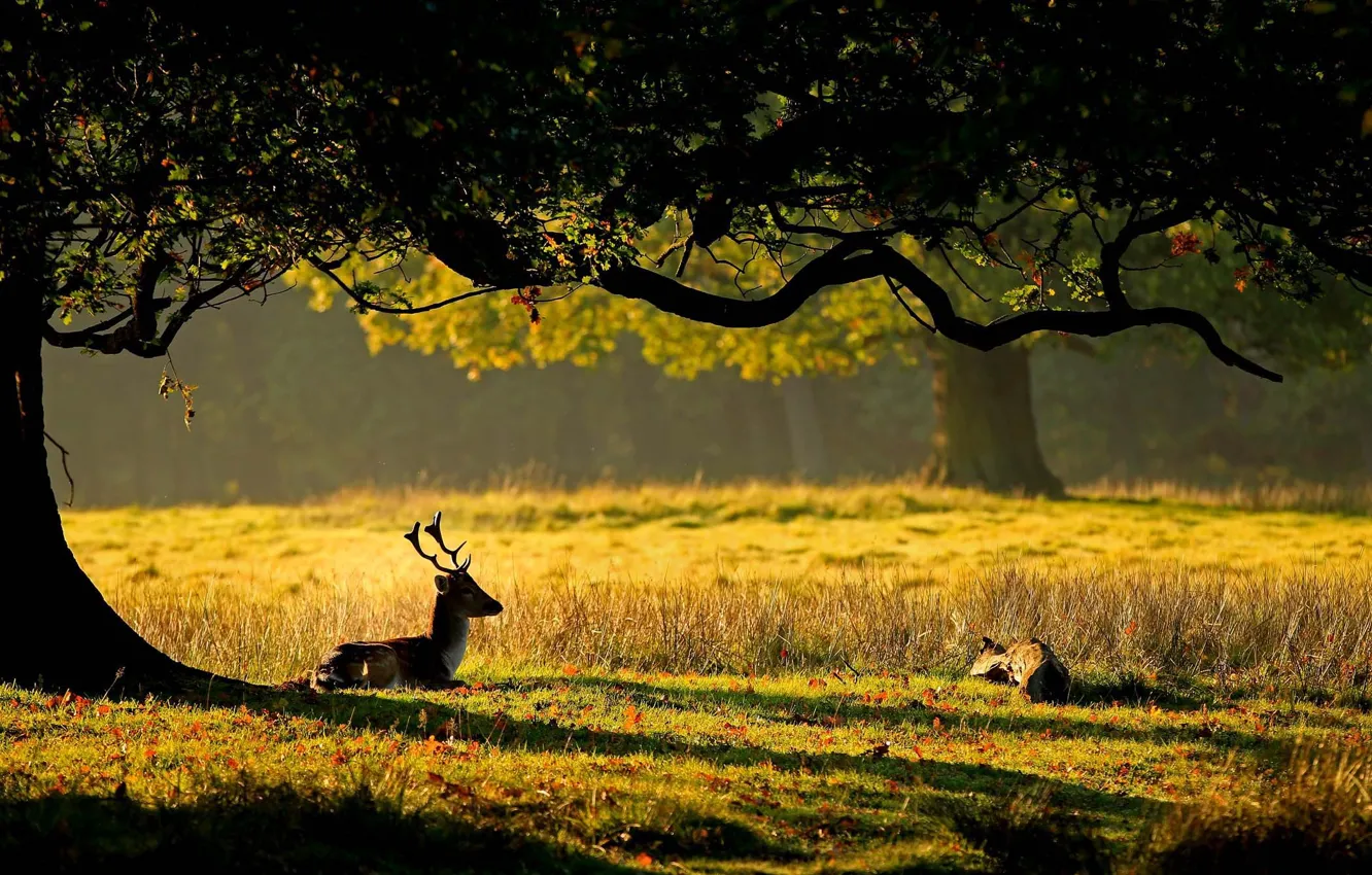 Photo wallpaper grass, leaves, the sun, trees, nature, deer, horns, cub