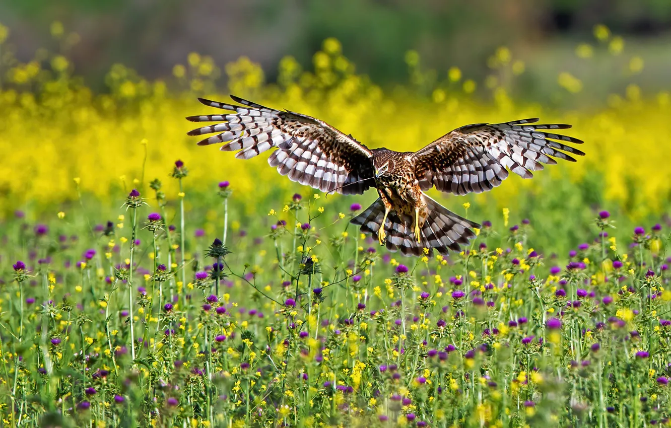 Photo wallpaper field, summer, flight, flowers, bird, meadow, hawk, Thistle