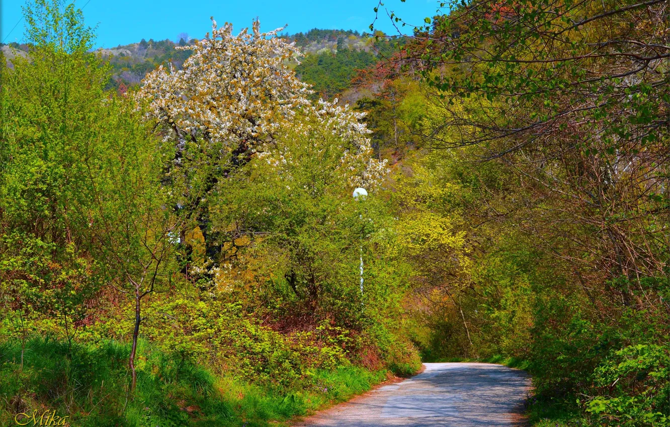 Photo wallpaper Road, Spring, Trees, Spring, Flowering, Road, Trees, Flowering