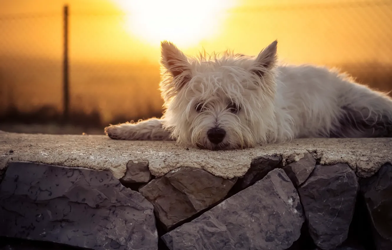 Photo wallpaper look, sunset, dog