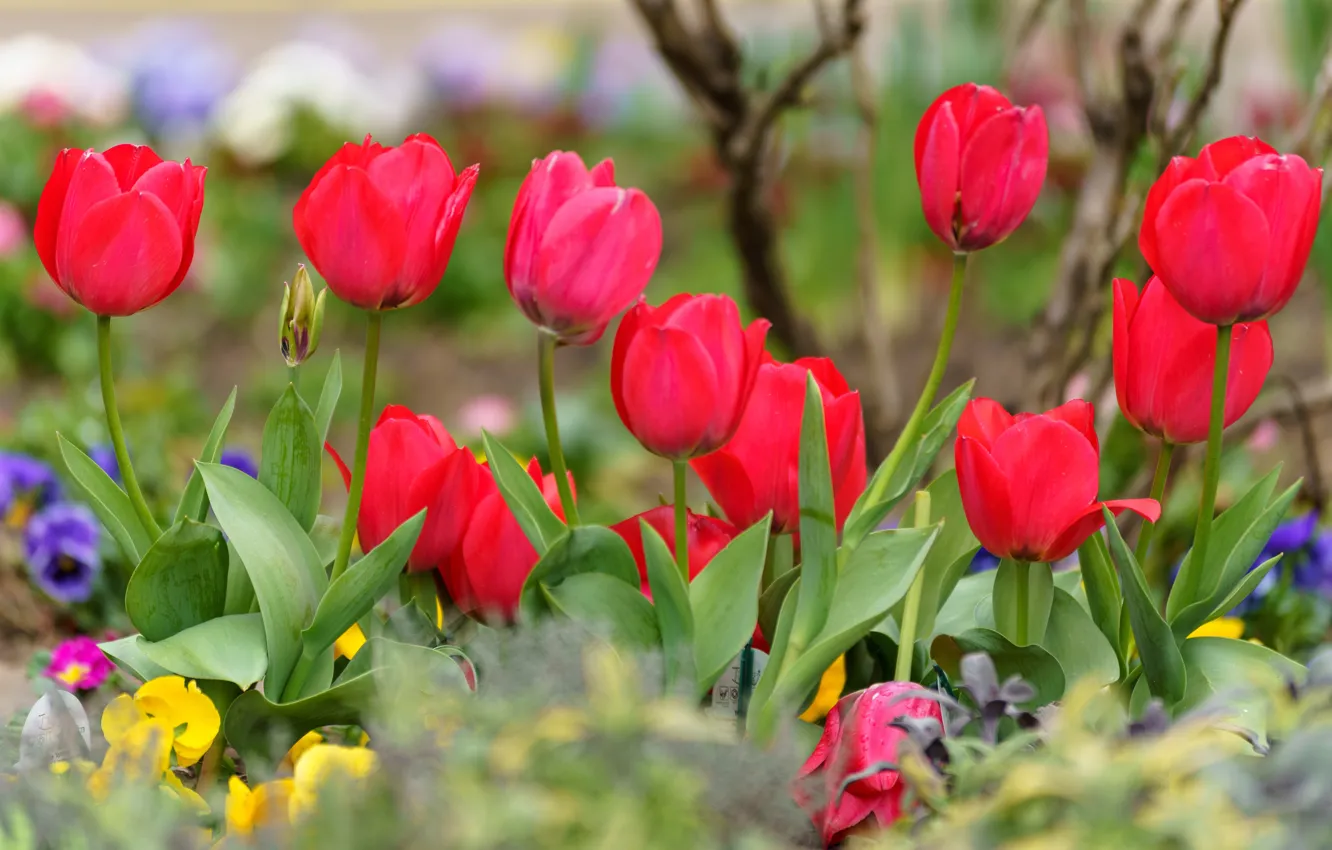 Photo wallpaper spring, tulips, red, flowerbed