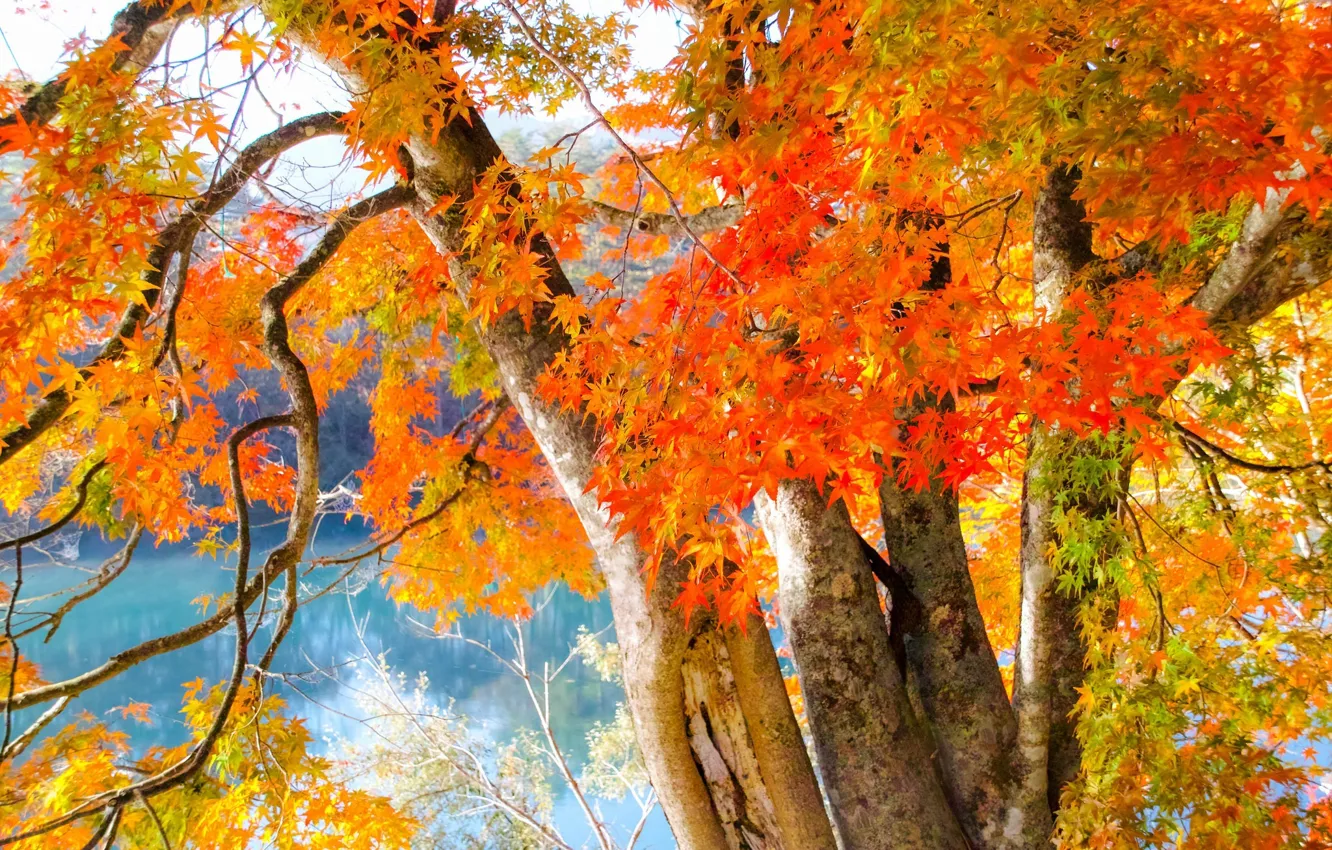 Photo wallpaper colorful, autumn, leaves, Trees