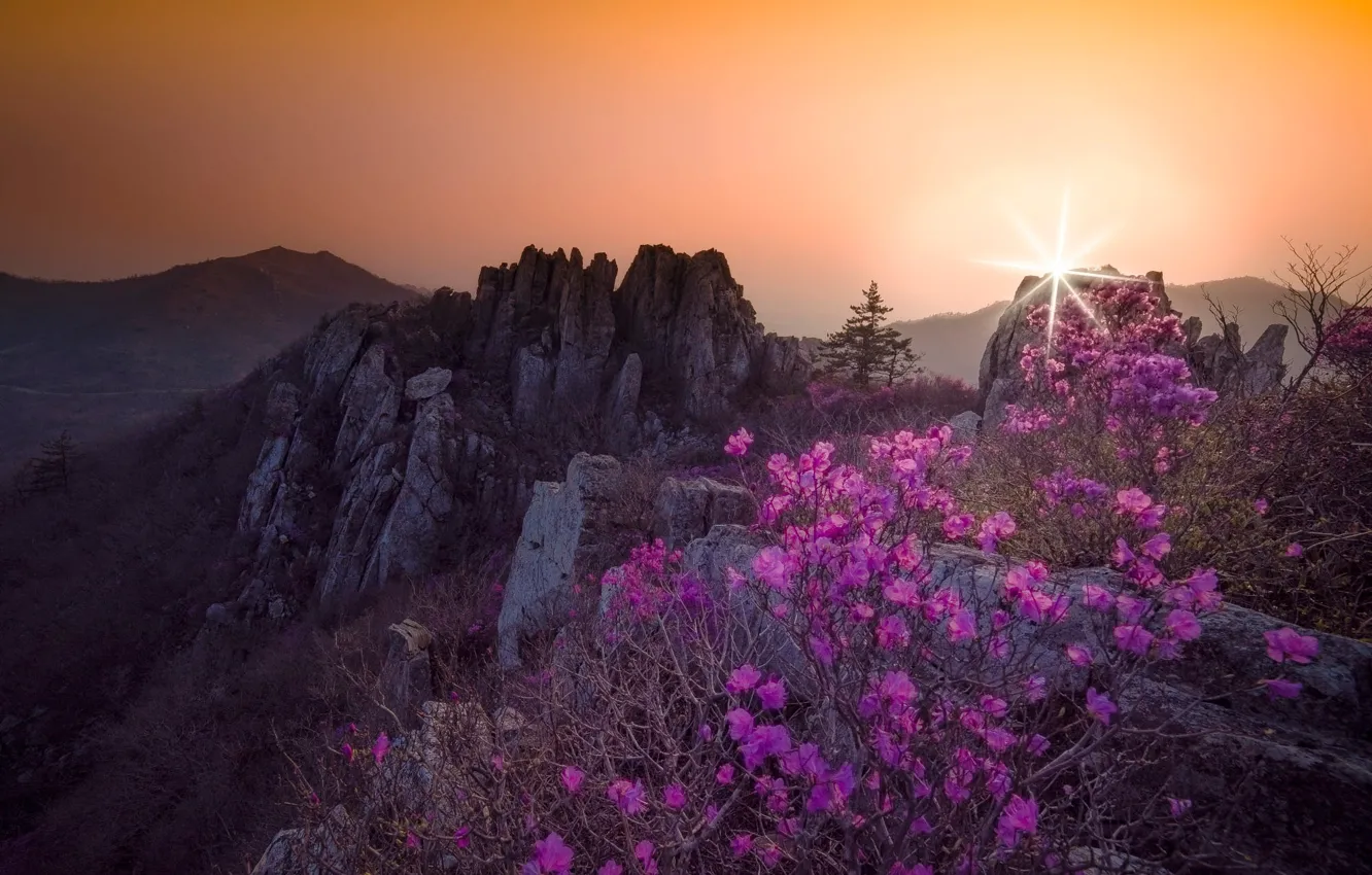 Photo wallpaper the sky, the sun, rays, flowers, mountains, fog, stones, rocks