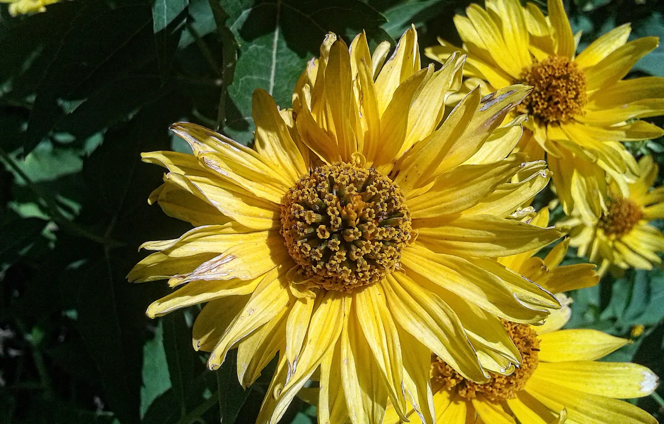 Photo wallpaper macro, flowers, nature