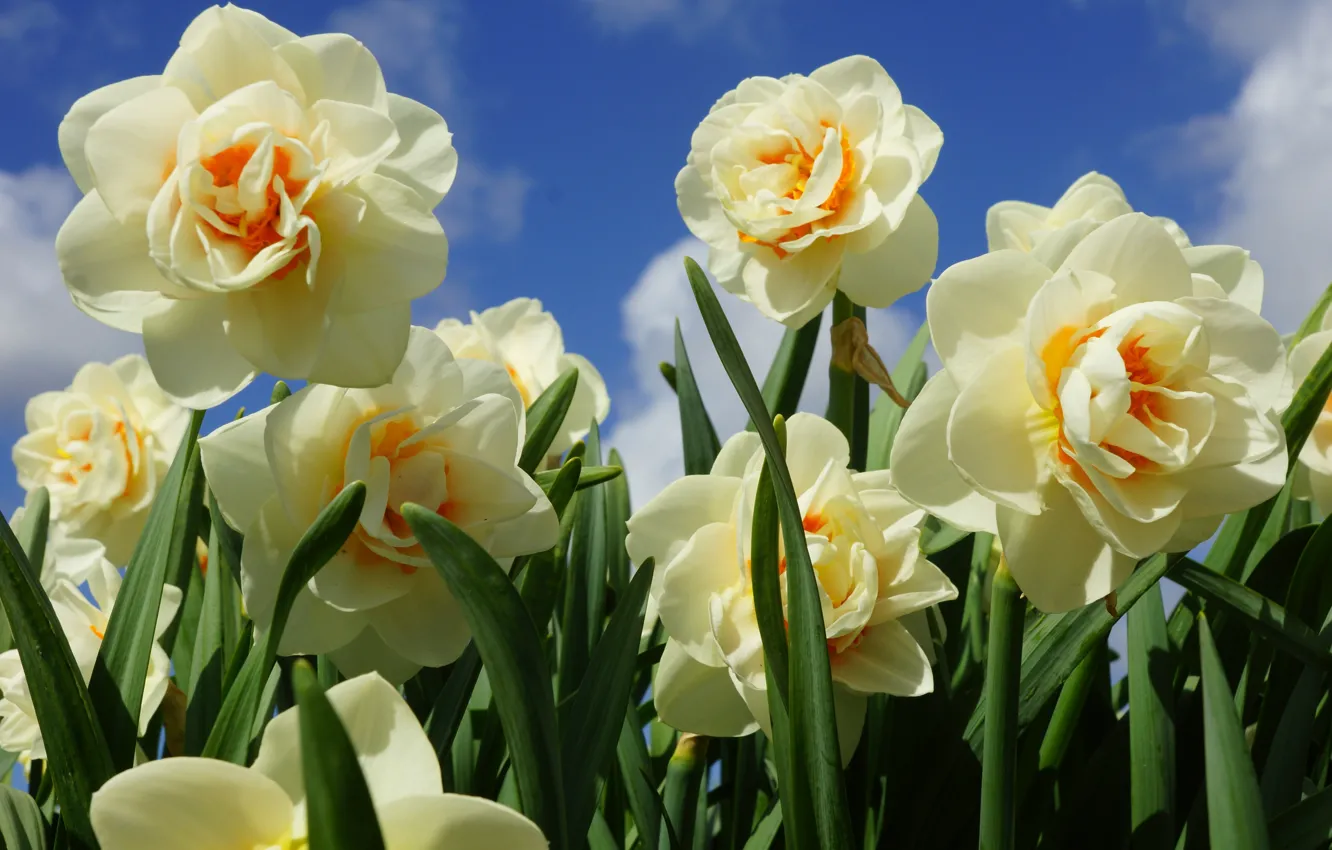 Photo wallpaper spring, petals, daffodils