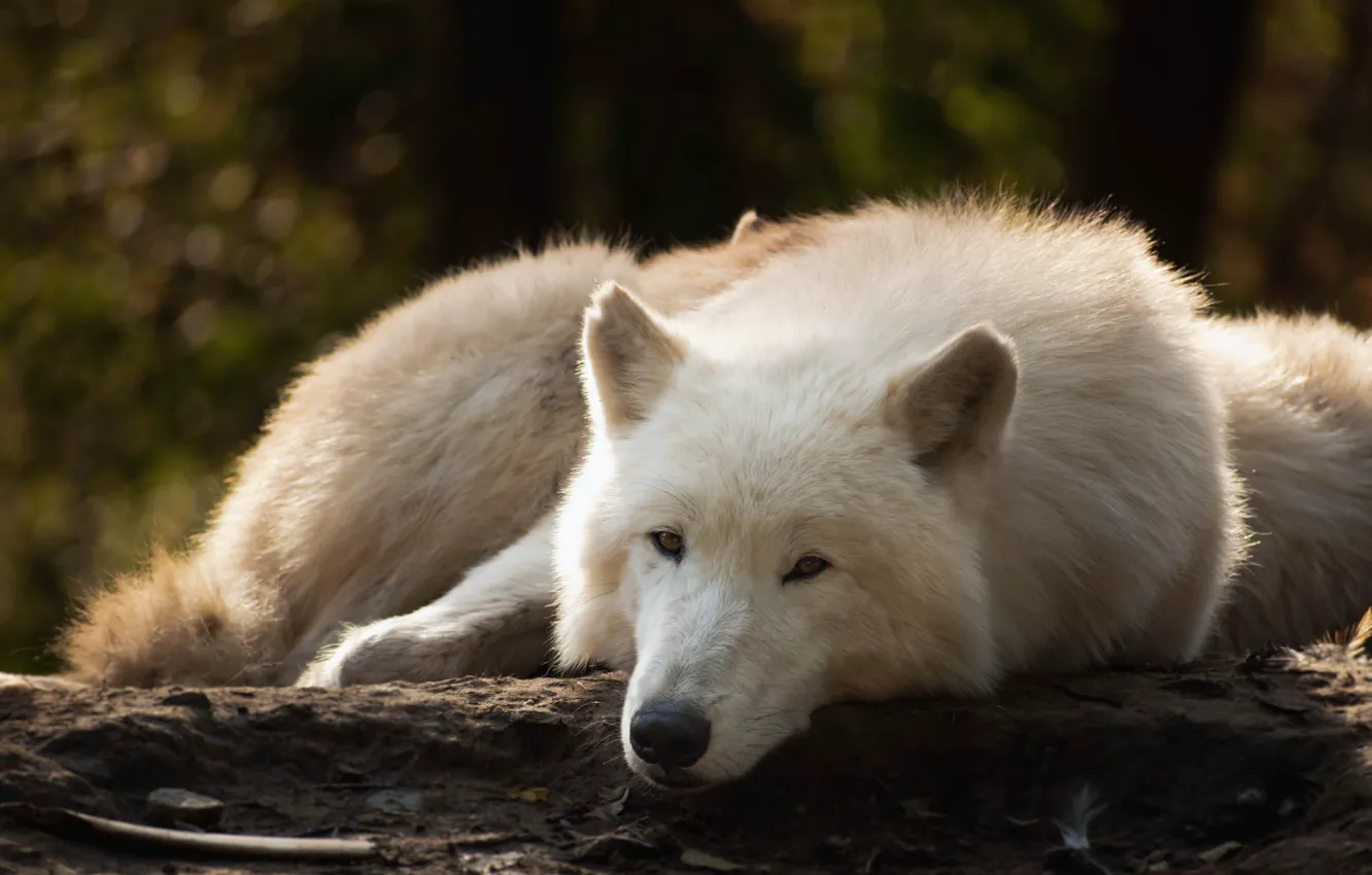 Photo wallpaper forest, white, look, face, pose, the dark background, wolf, lies