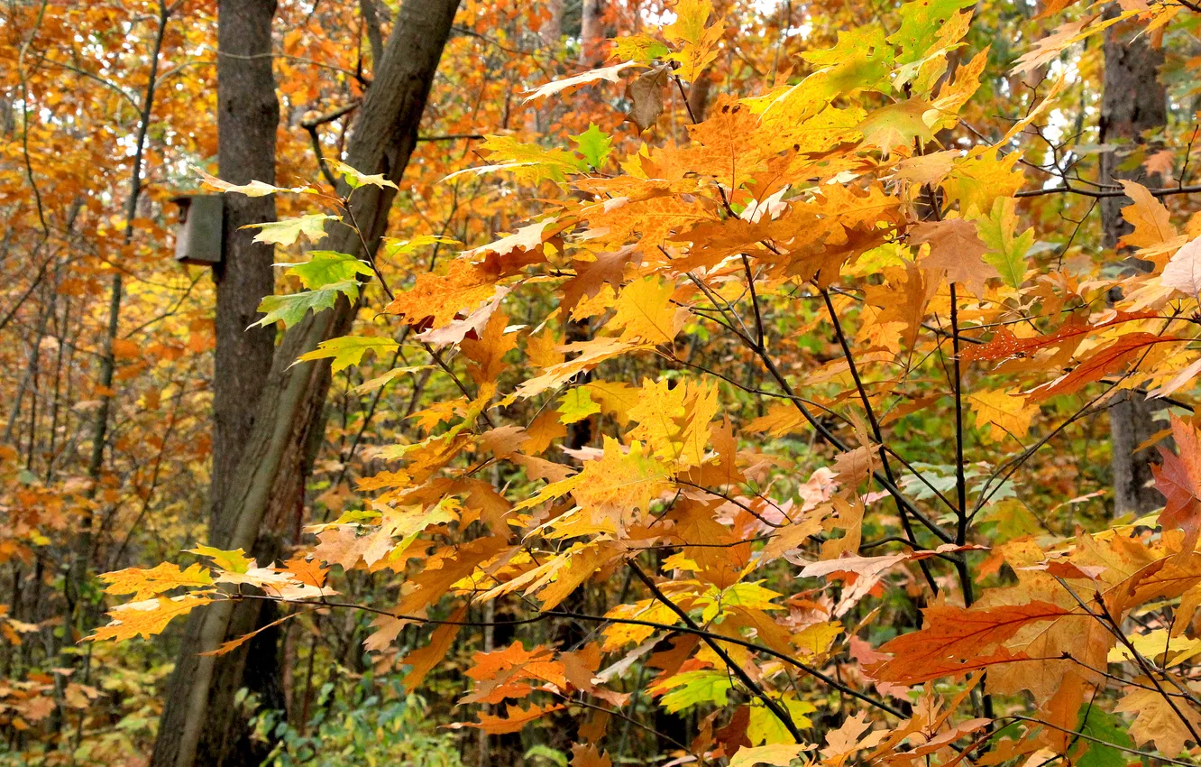 Photo wallpaper yellow, autumn, leafs, fall, twigs