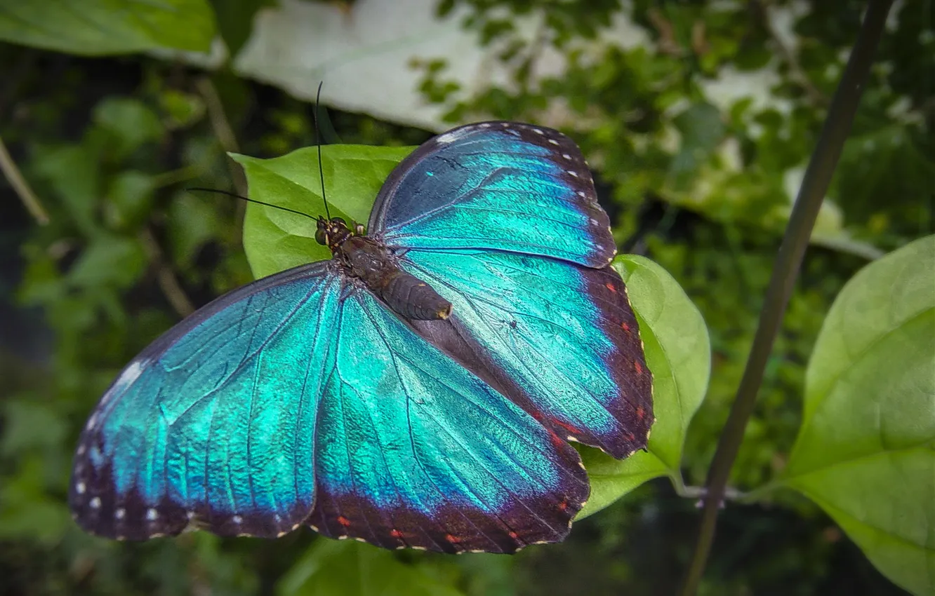 Photo wallpaper leaves, microsemi, butterfly, wings, insect, beautiful, closeup