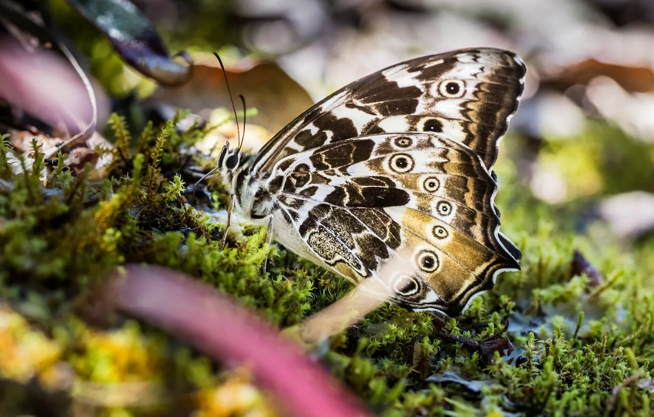 Photo wallpaper macro, butterfly, moss, wings