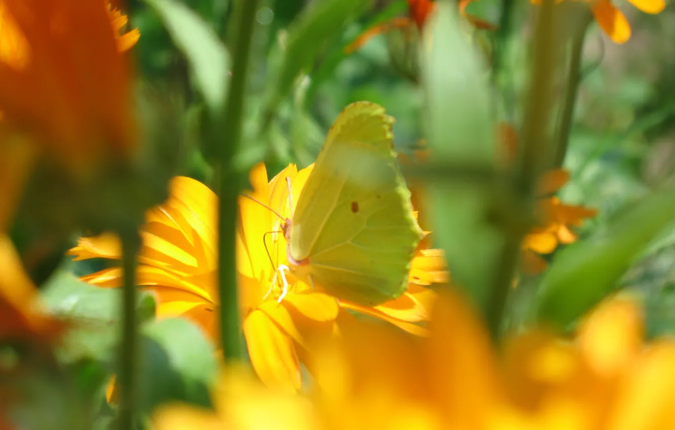 Photo wallpaper summer, flowers, butterfly