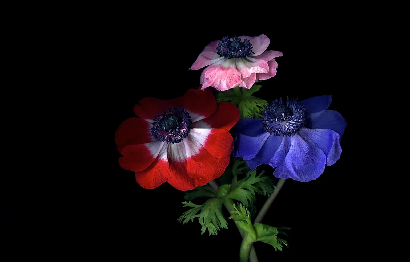 Photo wallpaper light, flowers, shadow, rainbow, petals