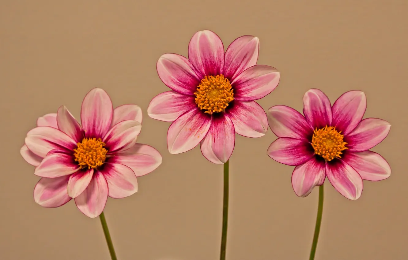 Photo wallpaper flowers, petals, stem