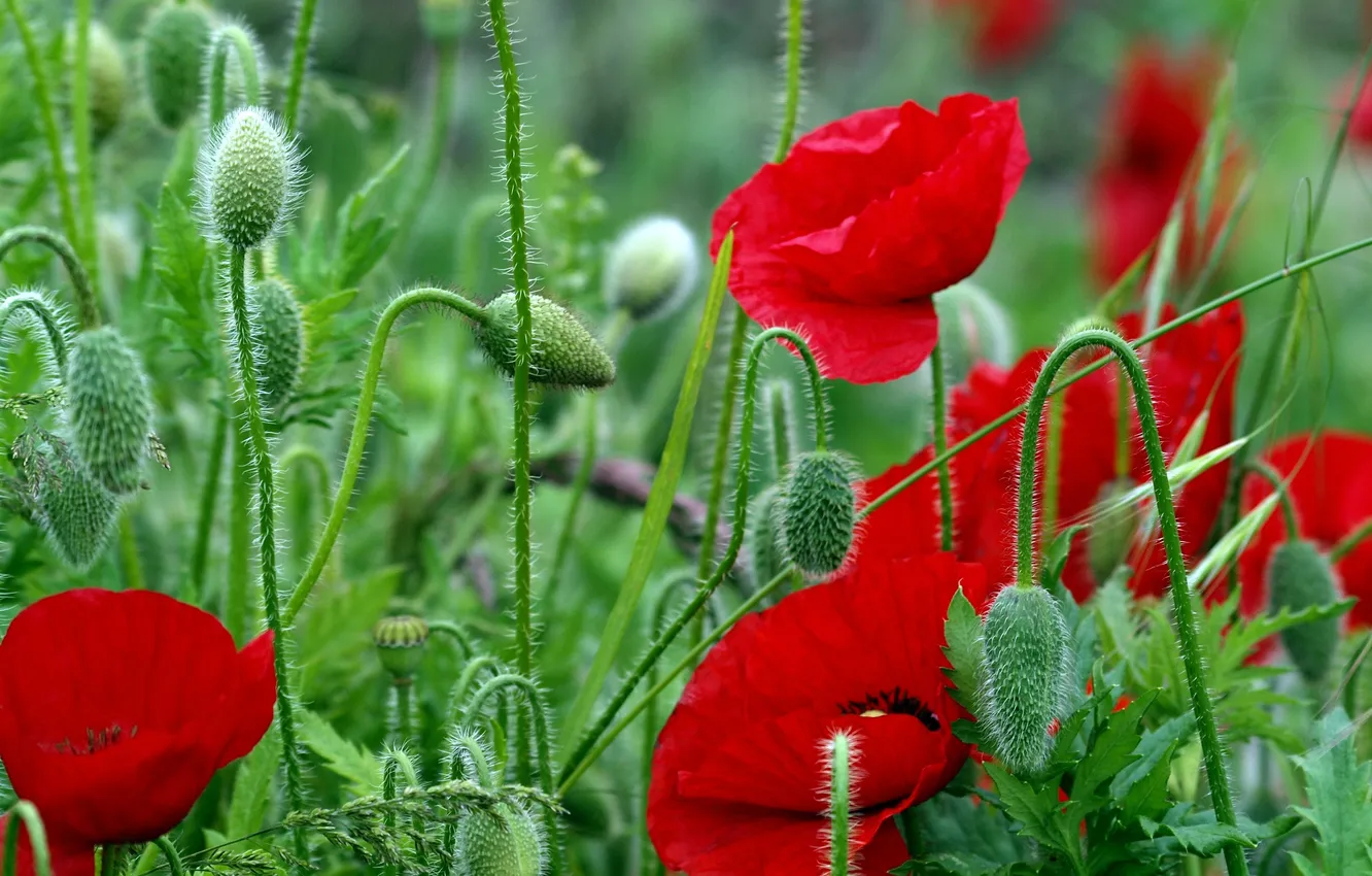 Photo wallpaper leaves, flowers, red, bright, Maki, stem, field