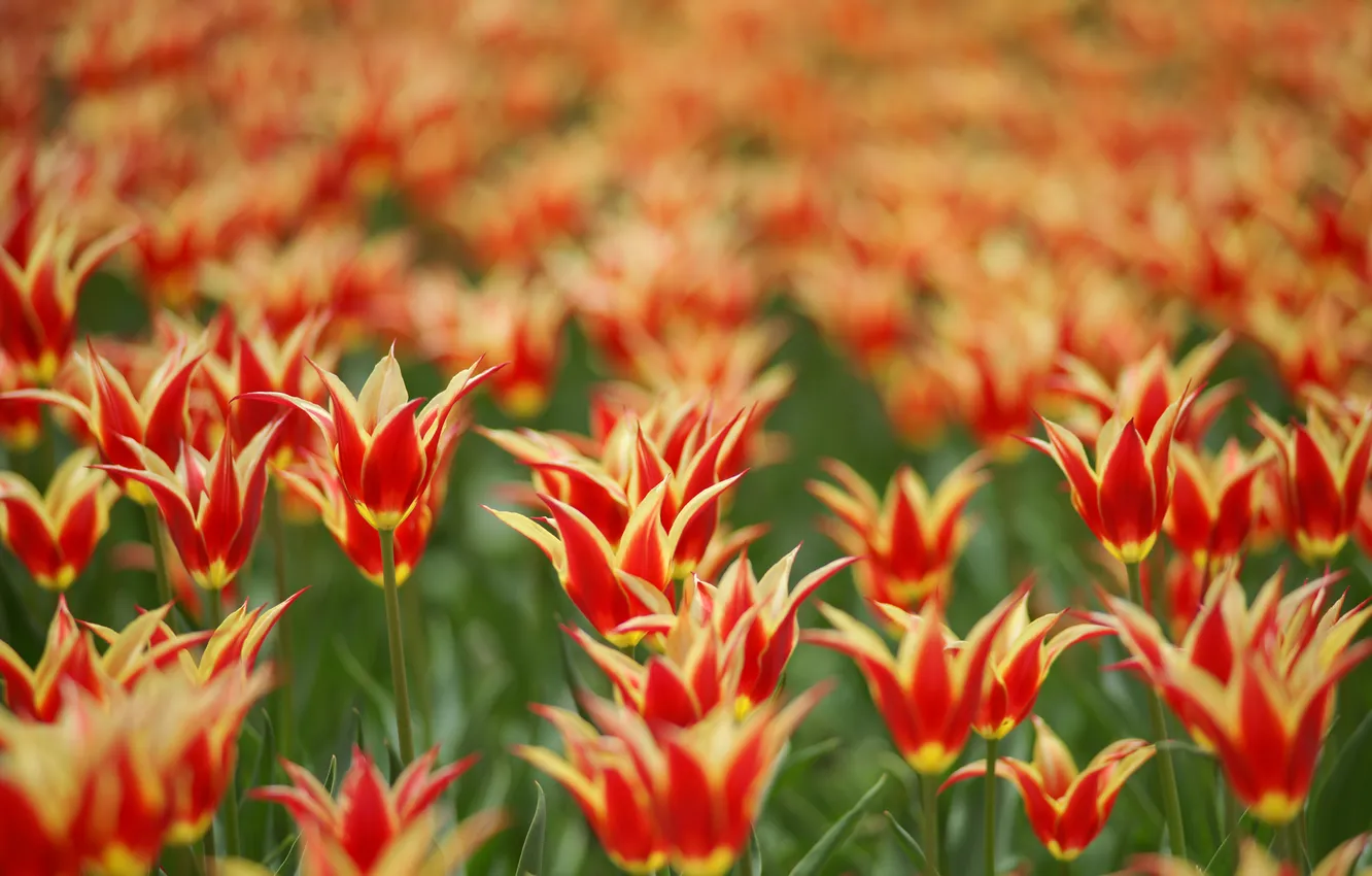 Photo wallpaper flowers, spring, tulips, red-yellow