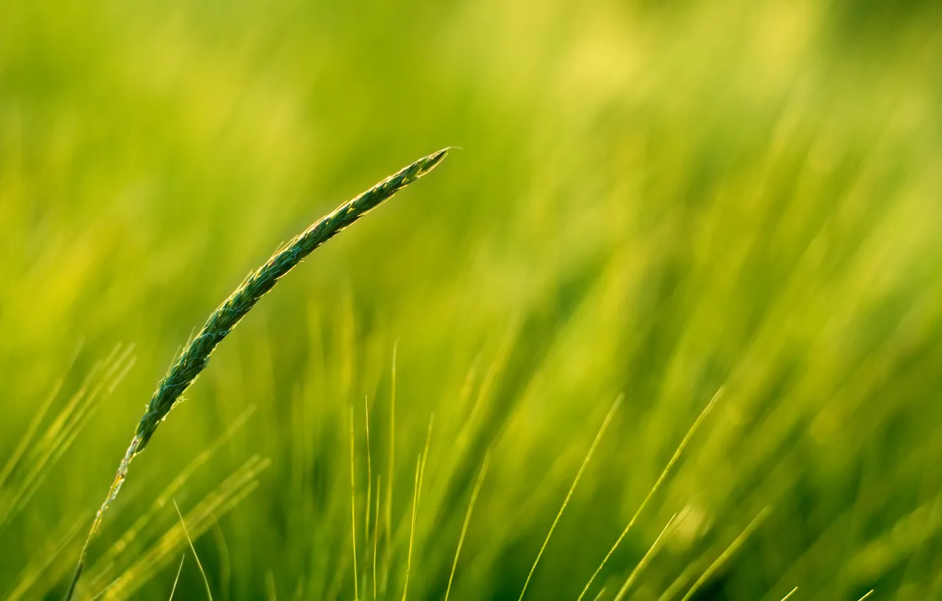 Photo wallpaper wheat, field, macro