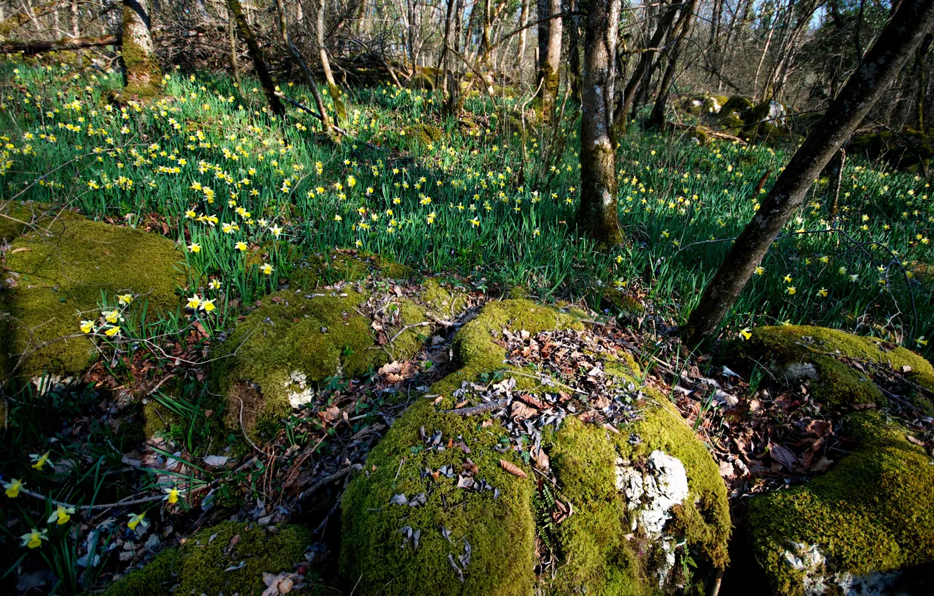 Photo wallpaper forest, flowers, nature, stones, moss