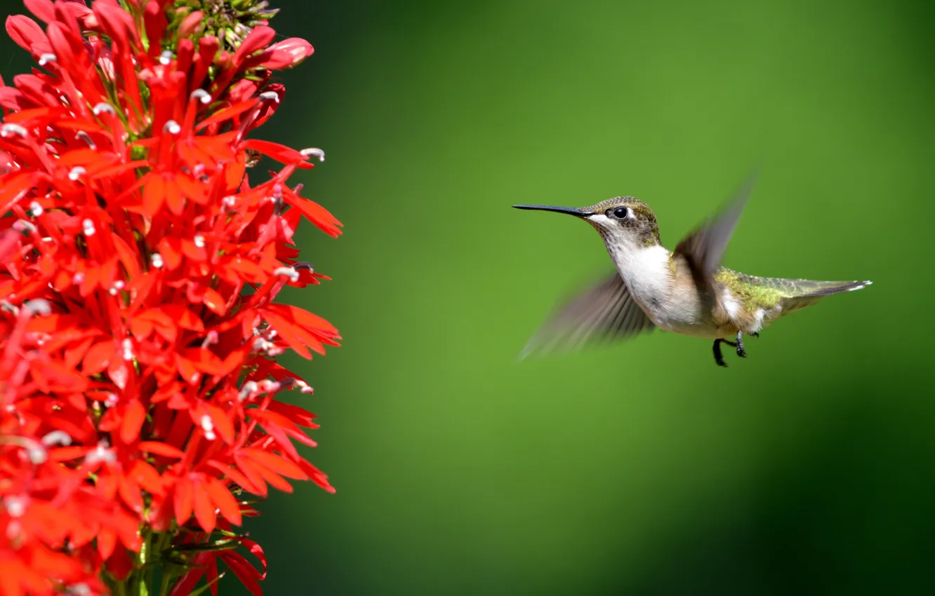 Photo wallpaper flower, wings, beak, Hummingbird, bird