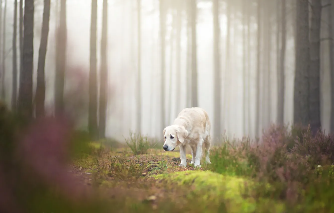 Photo wallpaper look, each, dog