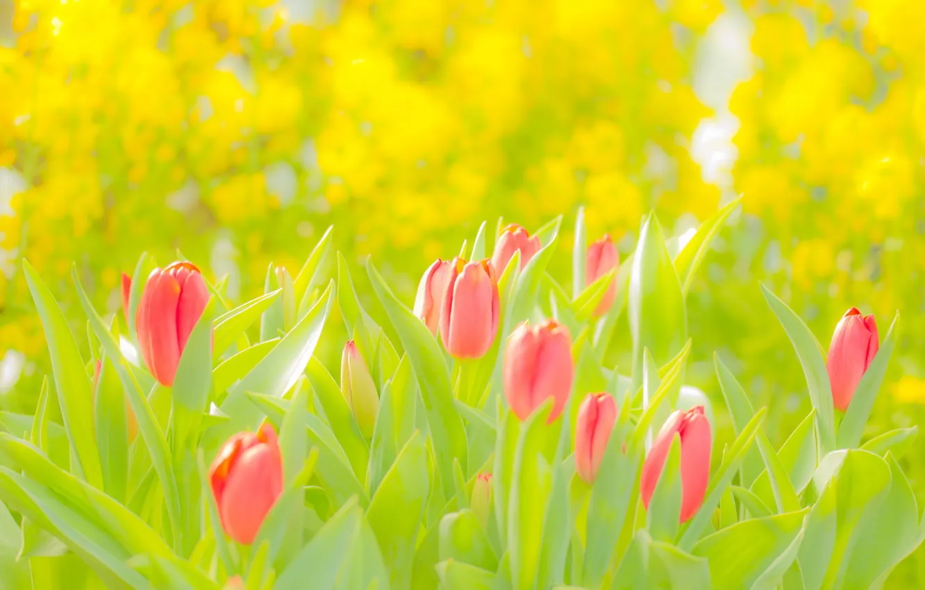 Photo wallpaper flowers, yellow, green, tulips, pink