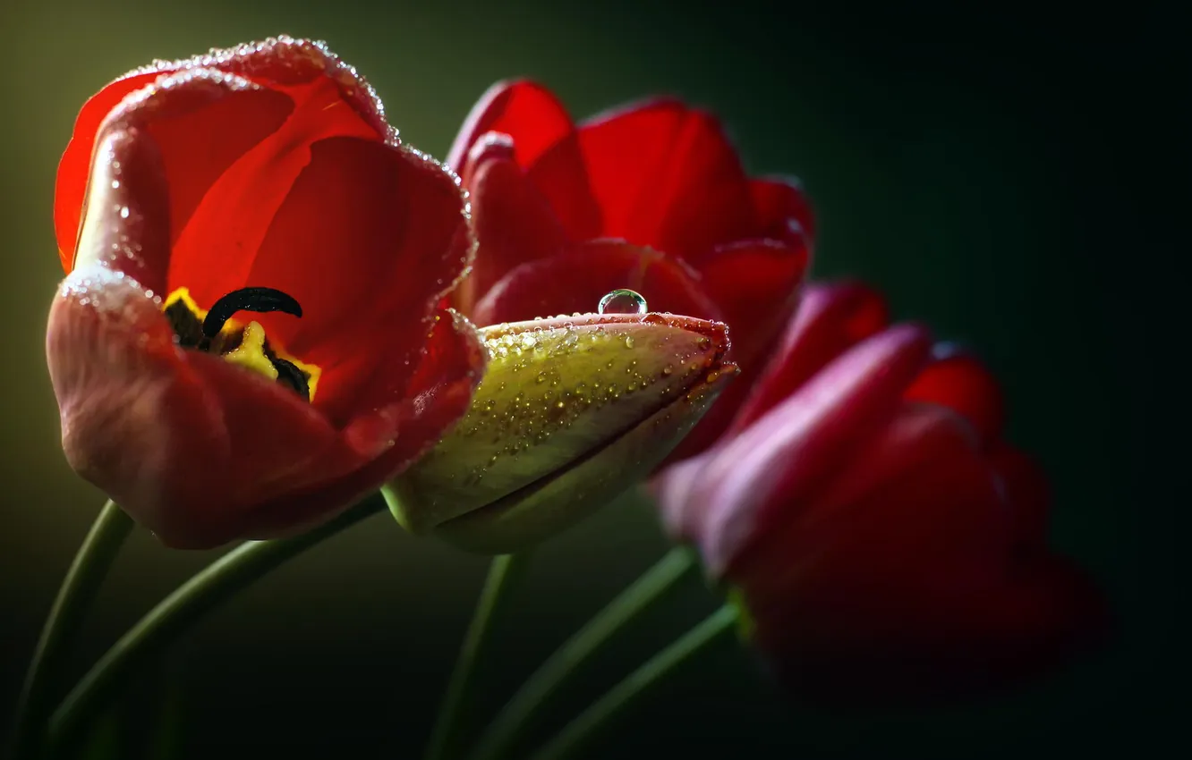 Photo wallpaper drops, macro, flowers, red, tulips