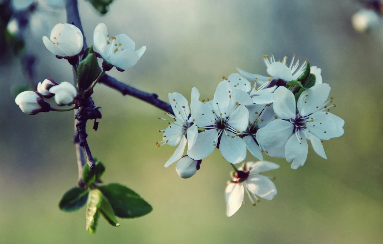 Photo wallpaper white, cherry, spring, blossoms