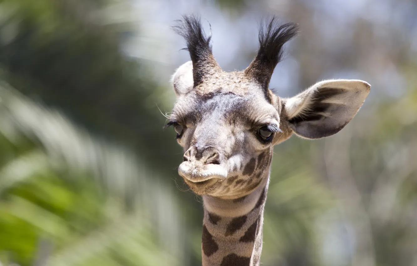 Photo wallpaper nature, background, giraffe