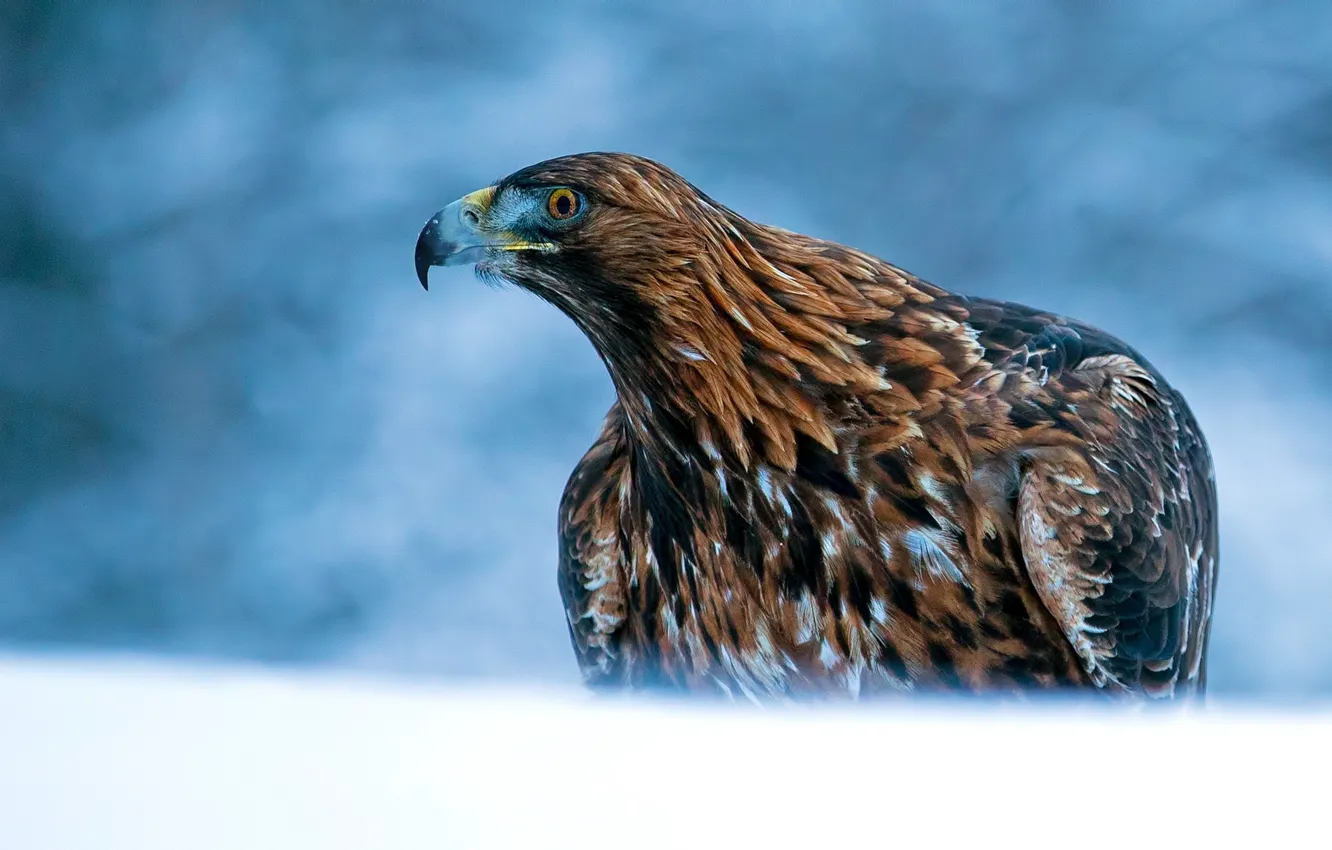 Photo wallpaper bird, predator, Eagle