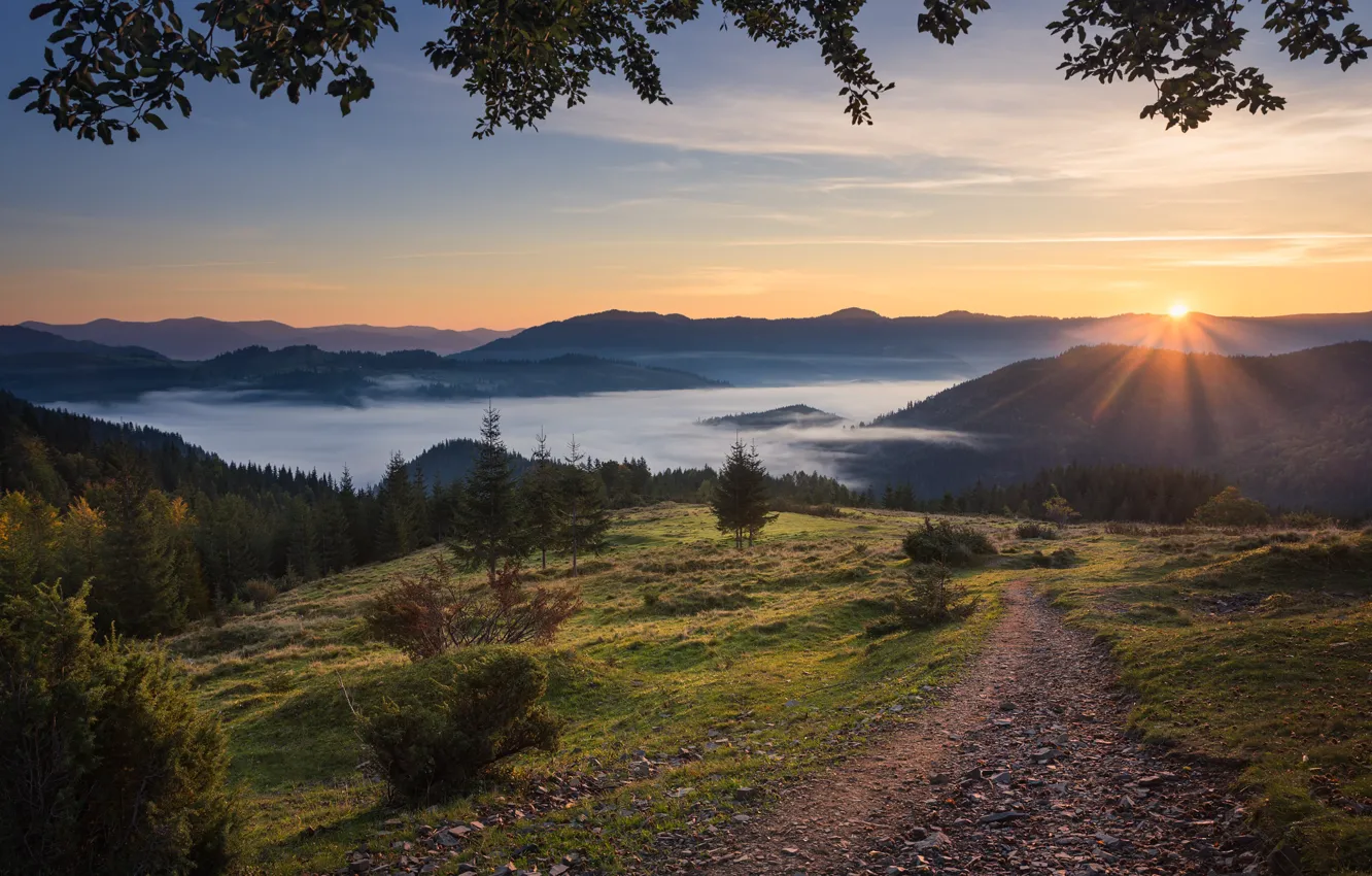 Photo wallpaper forest, the sun, clouds, rays, landscape, mountains, nature, fog