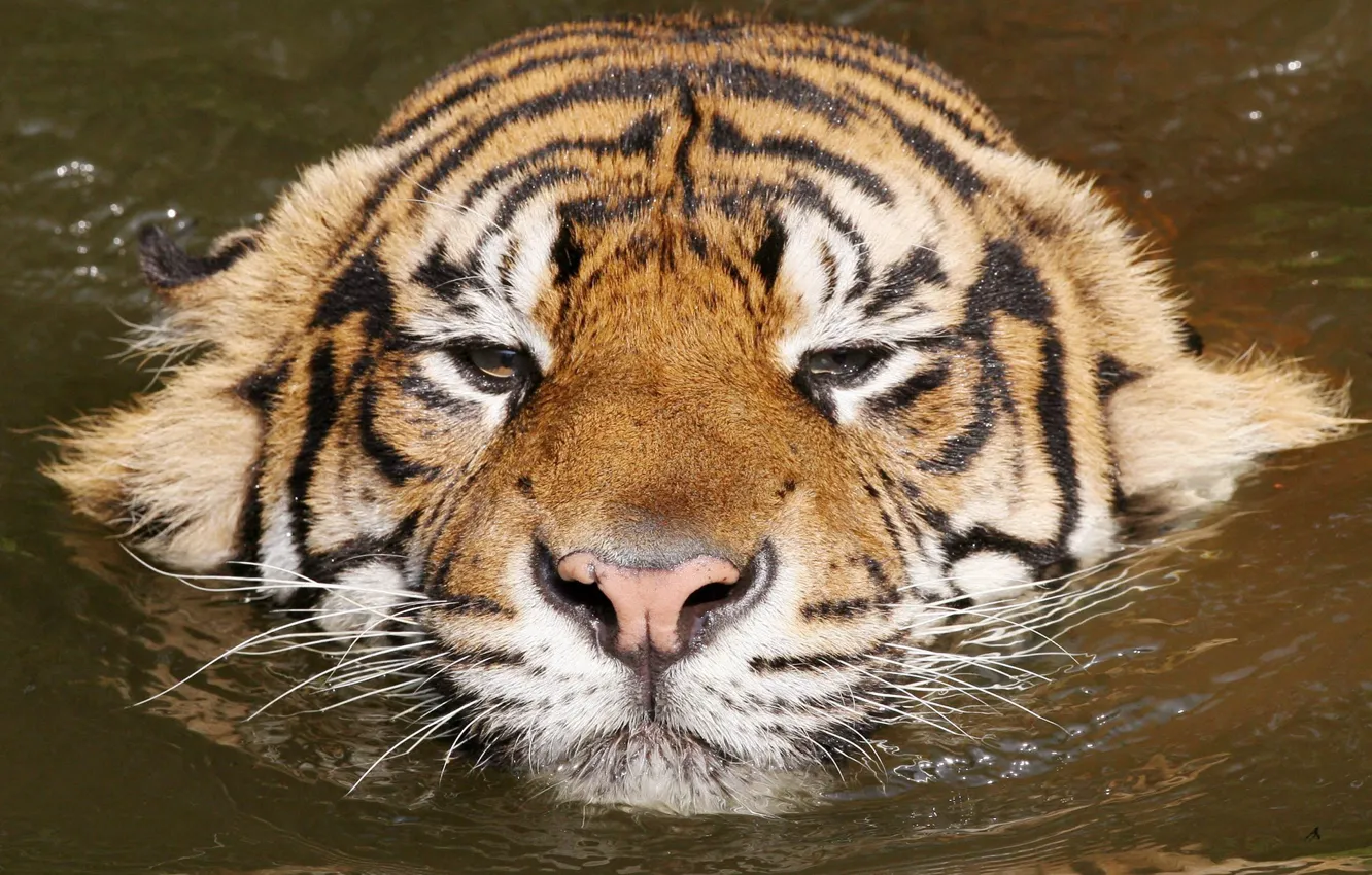 Photo wallpaper water, tiger, relax, kitty