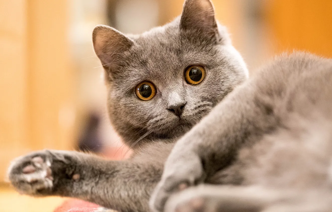 Photo wallpaper cat, cat, look, face, pose, grey, background, portrait