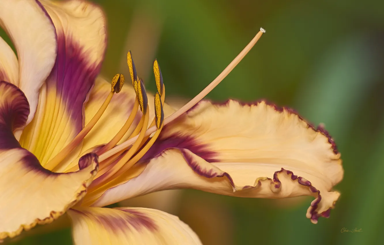 Photo wallpaper orange, petals, daylilies