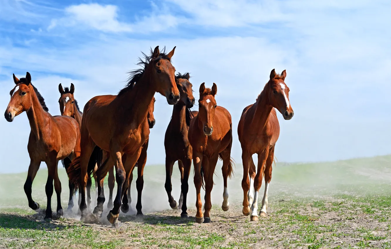 Photo wallpaper the sky, clouds, horse, horse
