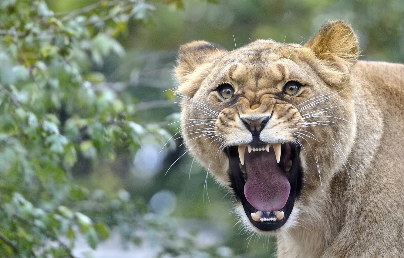 Photo wallpaper language, predator, mouth, fangs, lioness