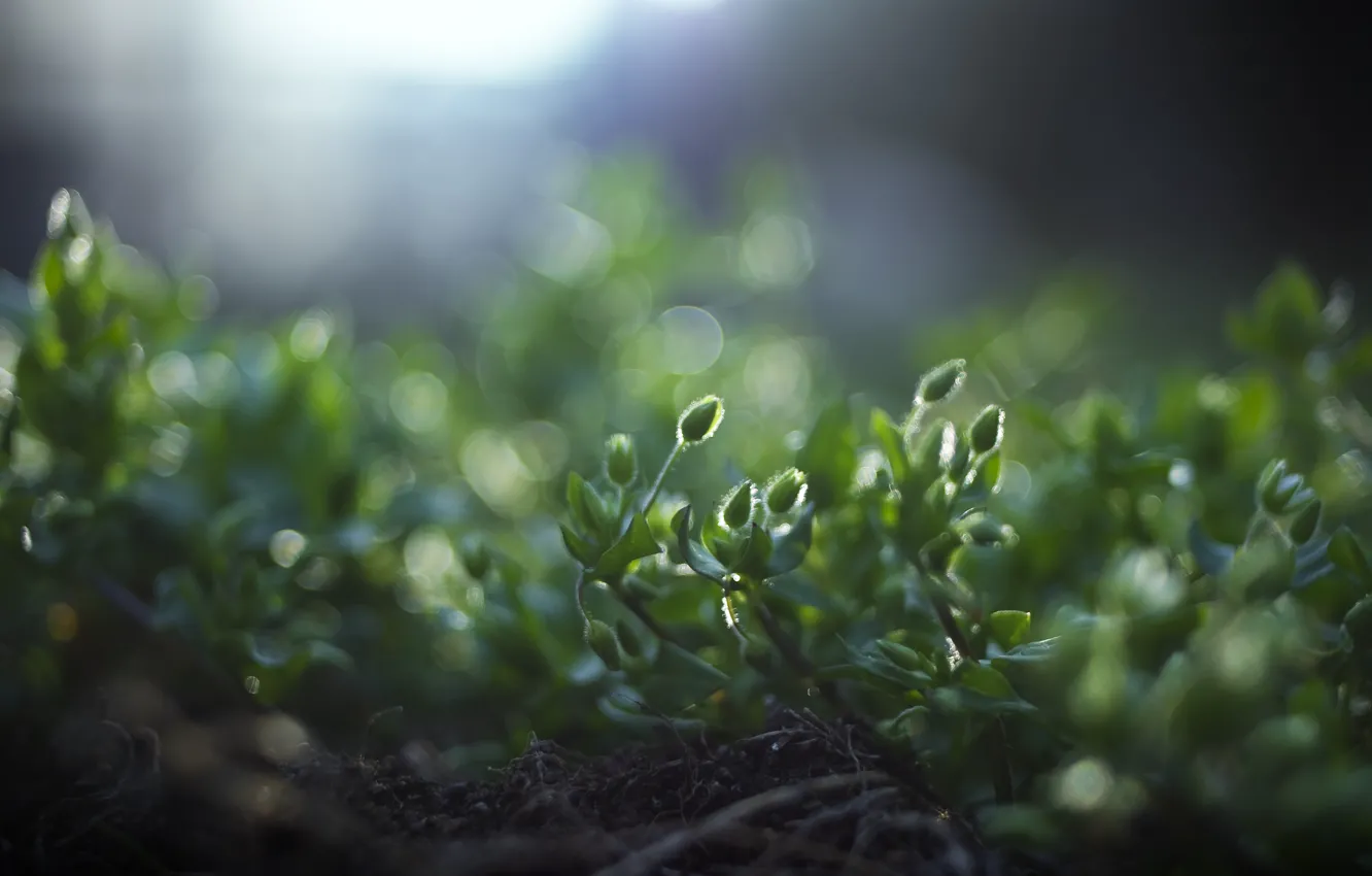 Photo wallpaper greens, grass, macro, light, nature, roots, glare, earth