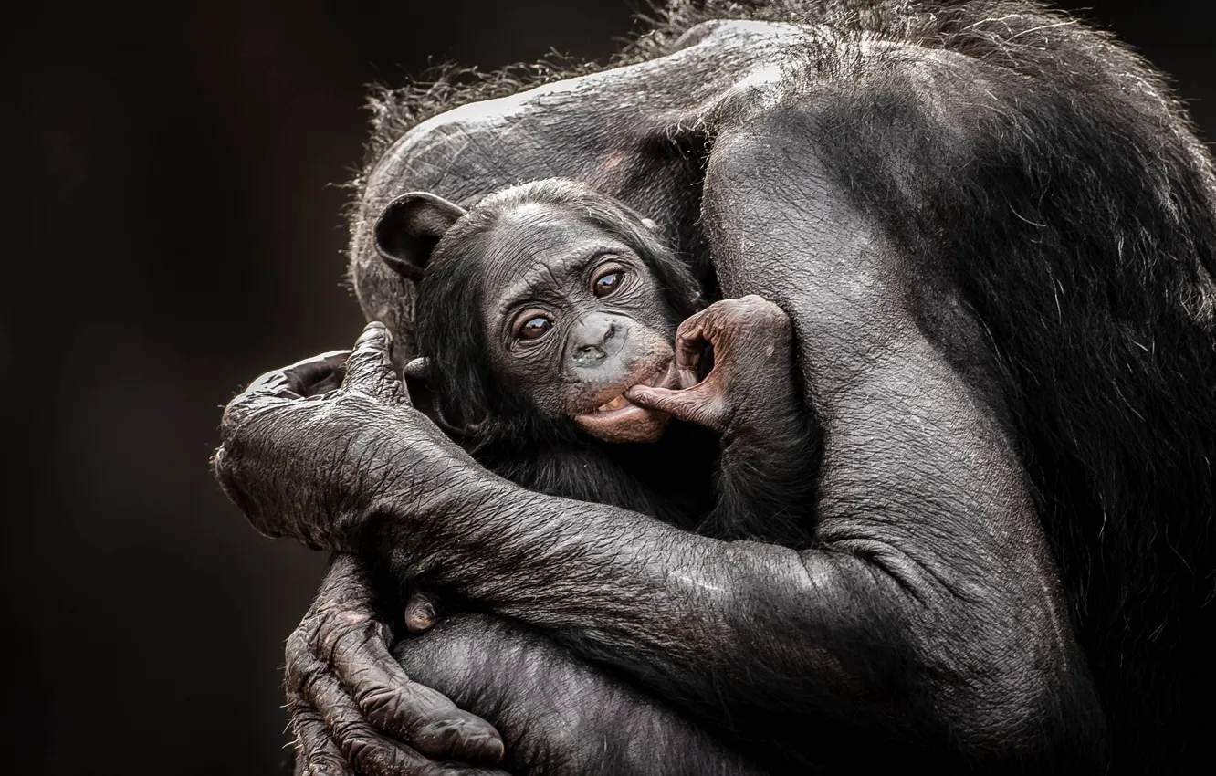 Photo wallpaper love, monkey, hug, baby, mom, chimpanzee