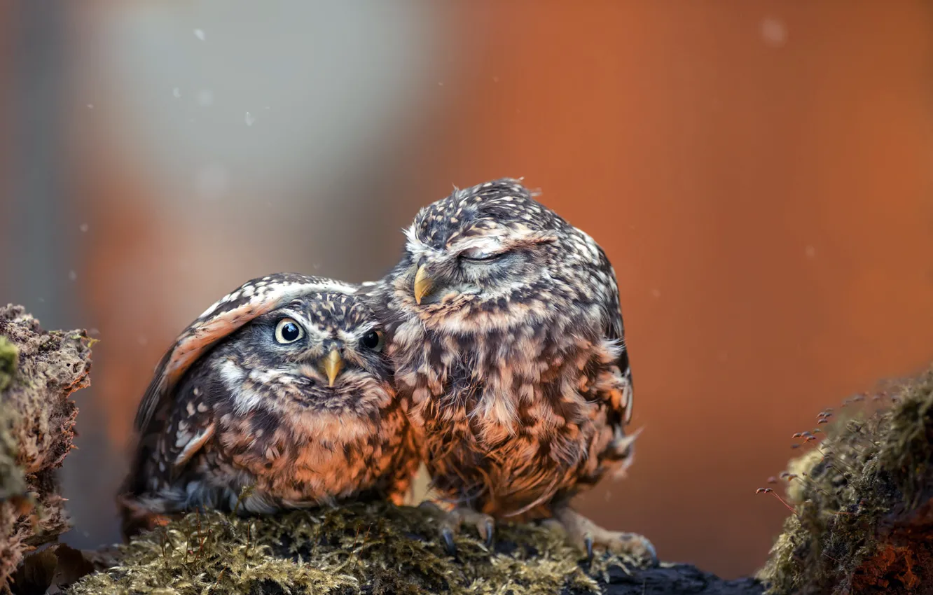 Photo wallpaper photography, animals, eyes, wings, feathers, birds, hug, situation