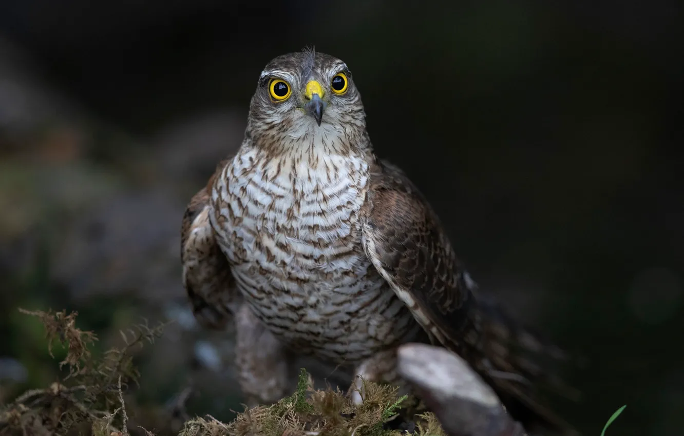 Photo wallpaper nature, background, bird, moss, feathers, beak, hawk, bokeh