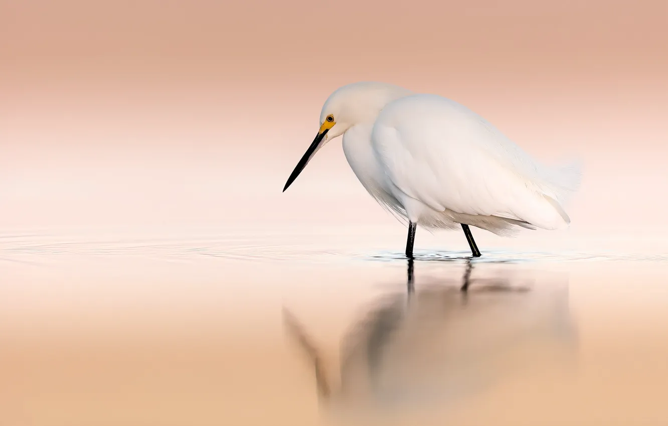 Photo wallpaper white, Heron, pond, circles on the water, water, bird