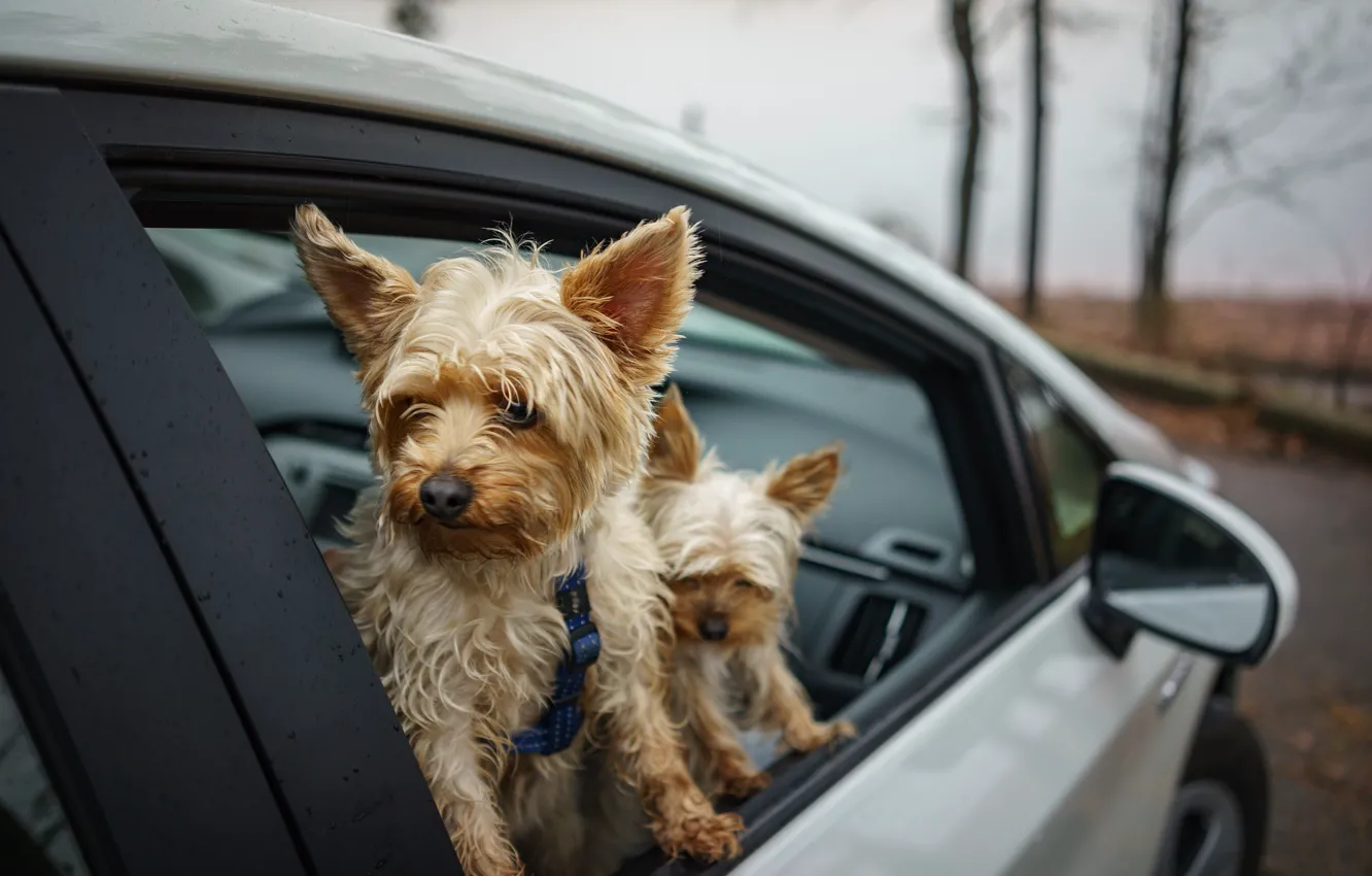 Photo wallpaper machine, each, dog