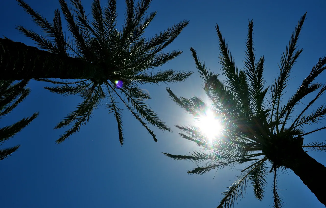 Photo wallpaper the sky, the sun, palm trees, the top