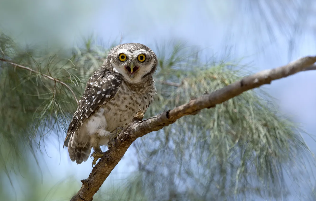 Photo wallpaper eyes, owl, branch, wildlife