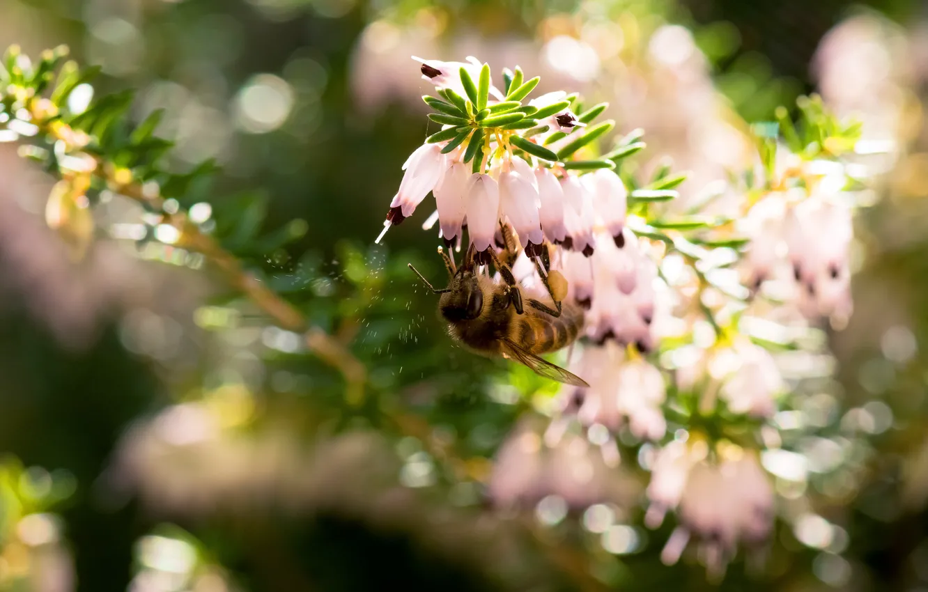 Photo wallpaper macro, light, flowers, bee, blur, spring, insect, pink