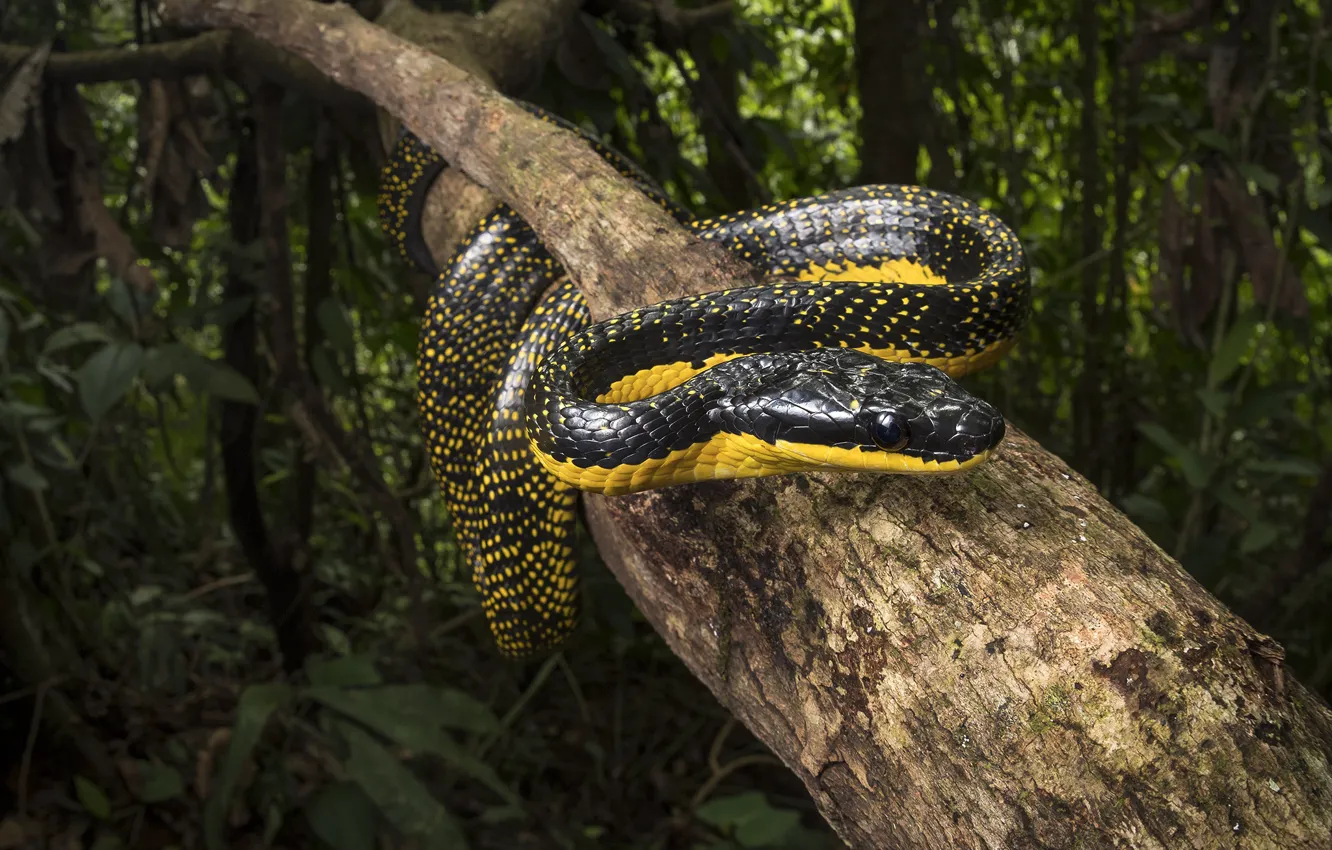 Photo wallpaper forest, leaves, tree, thickets, snake, black with yellow