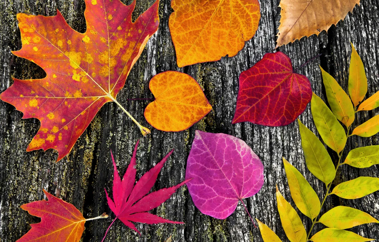 Photo wallpaper leaves, trees, colorful, wood, autumn, leaves, autumn