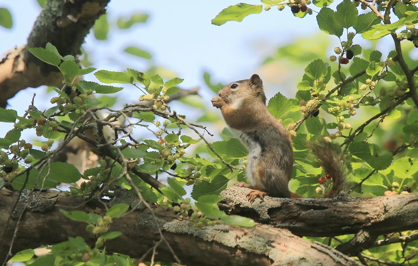 Photo wallpaper trees, branches, protein